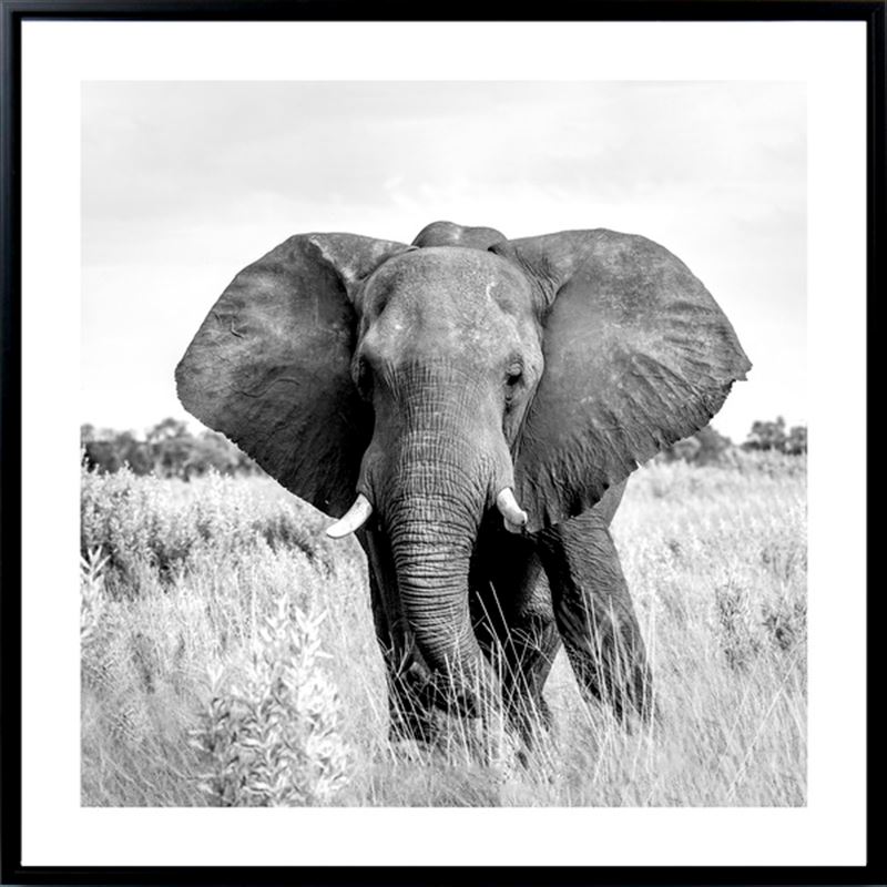 elephant print sb