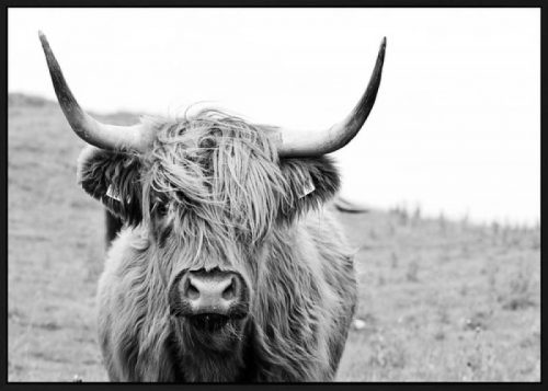 E533309 500x357 - Timothy Highland Cow Print