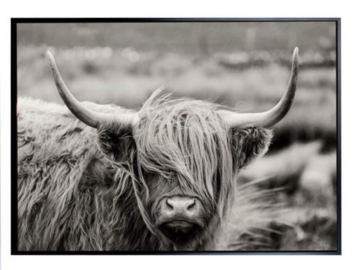E533125 500x381 - Highland Scottish Cow - Black & White