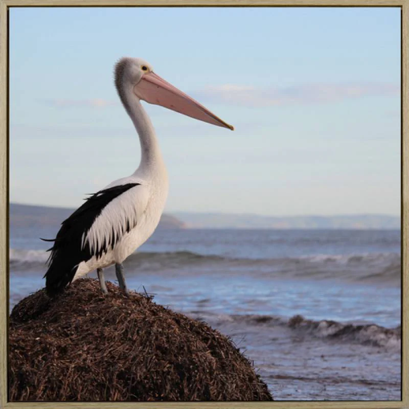 E533389 1800x1800 Pelican - Pelican on the Lookout